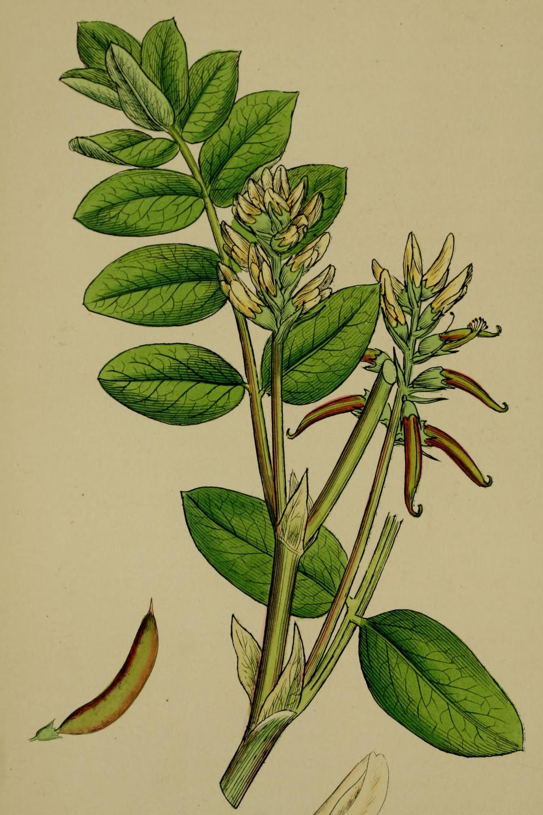Astragalus, sacred wood-herb of Mesopotamian medicine